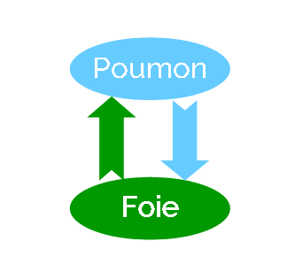 Un subtil équilibre entre Foie et Poumon